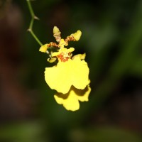 Oncidium sphacelatum Lindl.